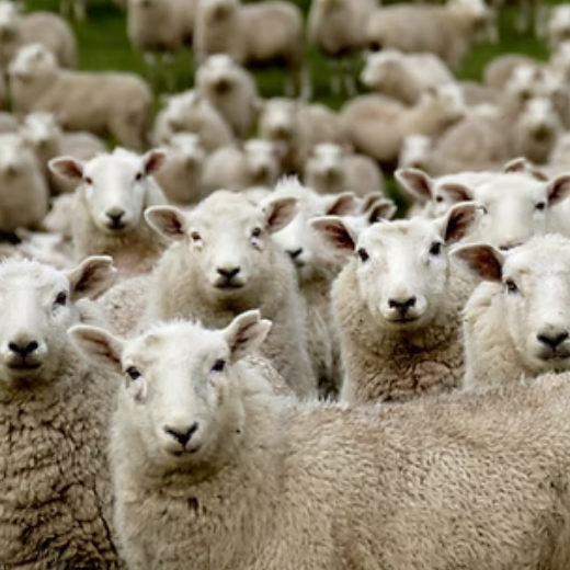Sheep Farming